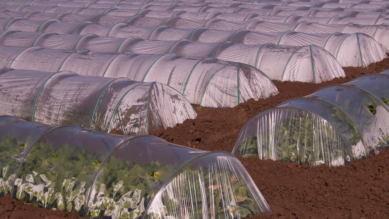 Protectores de plástico para cultivos