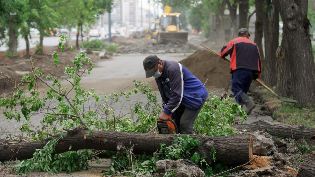 hombres cortando y eliminando ramas