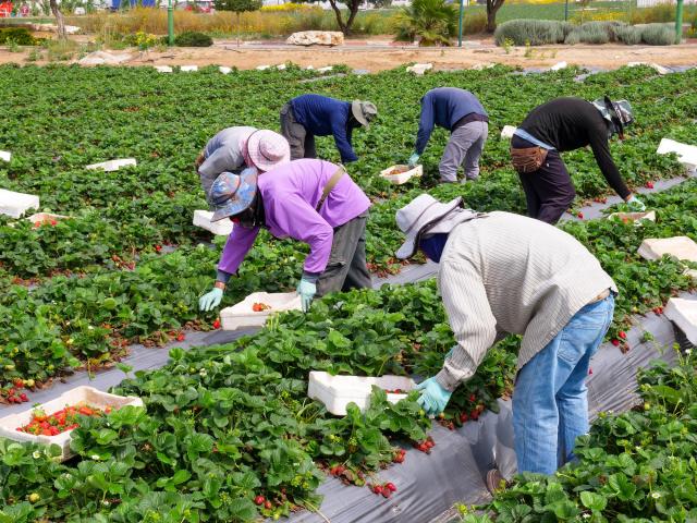 campesinos inclinados recogiendo