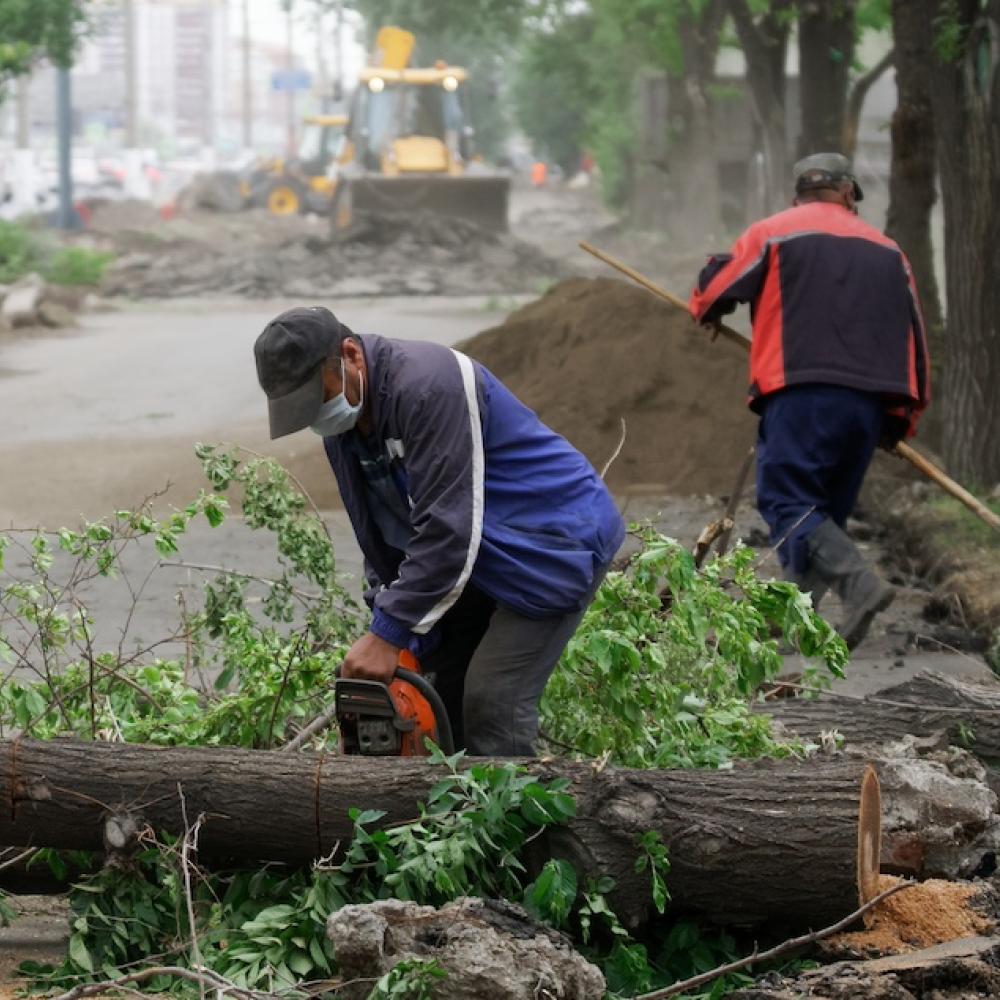 Hombres cortando árboles