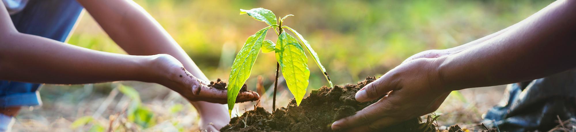 manos plantando plantas